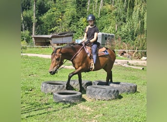 Hutsul, Caballo castrado, 7 años, 147 cm, Castaño