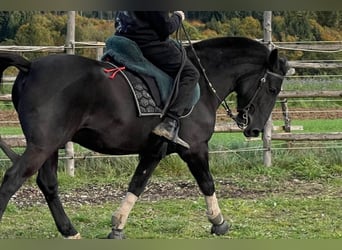 Hutsul, Caballo castrado, 8 años, 139 cm, Negro