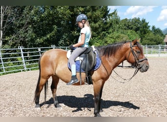 Hutsul, Caballo castrado, 8 años, 143 cm, Bayo