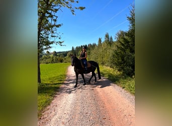 Hutsul, Caballo castrado, 8 años, 143 cm, Negro