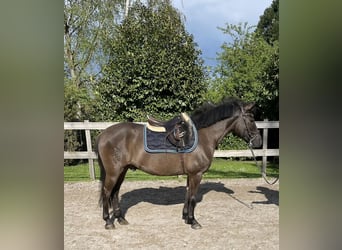 Hutsul, Caballo castrado, 8 años, 145 cm, Castaño