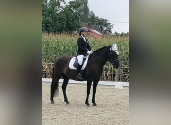 Hutsul, Caballo castrado, 8 años, 148 cm, Negro