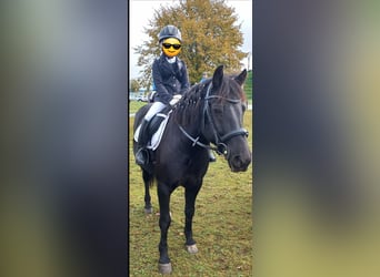 Hutsul, Caballo castrado, 9 años, 140 cm, Negro