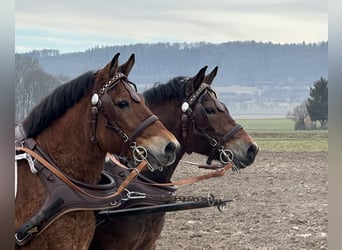 Hutsul, Caballo castrado, 9 años, 142 cm, Castaño