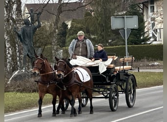 Hutsul, Caballo castrado, 9 años, 142 cm, Castaño