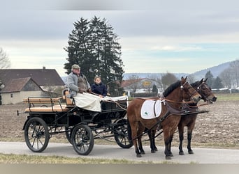 Hutsul, Caballo castrado, 9 años, 142 cm, Castaño