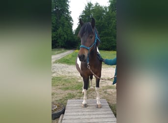 Hutsul, Caballo castrado, 9 años, 144 cm, Pío