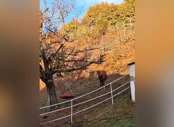 Hutsul, Caballo castrado, 9 años, 148 cm, Alazán