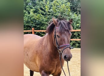 Hutsul, Caballo castrado, 9 años, 148 cm, Castaño oscuro