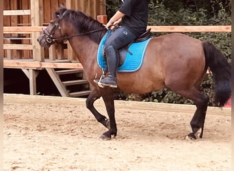 Hutsul, Caballo castrado, 9 años, 148 cm, Castaño oscuro