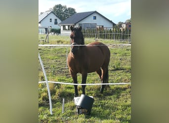 Hutsul, Caballo castrado, 9 años, 157 cm, Castaño rojizo