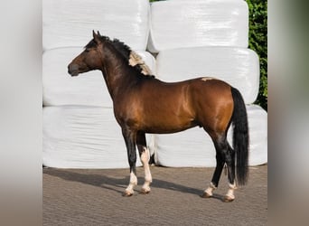 Hutsul, Semental, 2 años, 140 cm, Pío