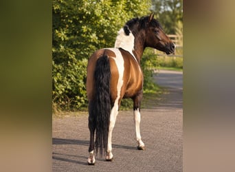 Hutsul, Semental, 2 años, 140 cm, Pío