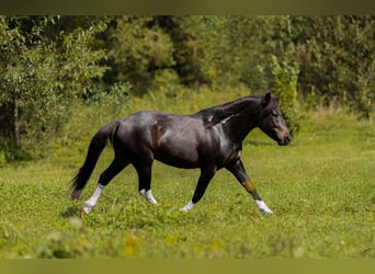 Hutsul, Semental, 3 años, 143 cm, Tobiano-todas las-capas