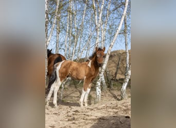 Hutsul, Semental, Potro (02/2026), 145 cm, Tobiano-todas las-capas