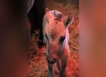 Hutsul, Yegua, 2 años, 138 cm, Bayo