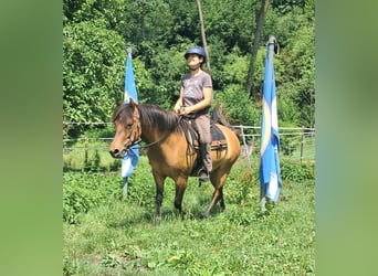 Hutsul, Yegua, 5 años, 142 cm, Bayo