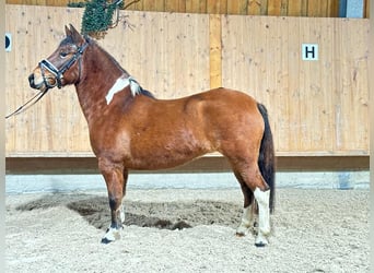 Hutsul, Yegua, 5 años, 142 cm, Pío