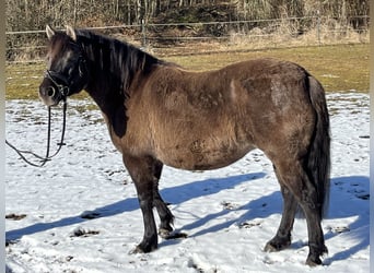 Hutsul, Yegua, 8 años, 136 cm, Grullo