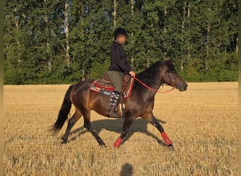 Hutsul, Yegua, 8 años, 141 cm, Castaño