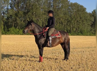 Hutsul, Yegua, 8 años, 144 cm, Castaño oscuro