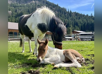 Huzule Mix, Hengst, 1 Jaar, 125 cm, Gevlekt-paard