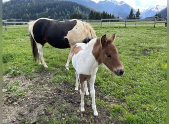 Huzule Mix, Hengst, 1 Jaar, 125 cm, Gevlekt-paard