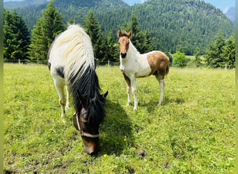 Huzule Mix, Hengst, 1 Jaar, 125 cm, Gevlekt-paard