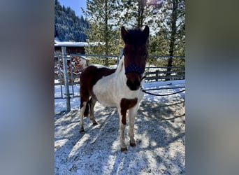 Huzule Mix, Hengst, 2 Jahre, 134 cm, Schecke