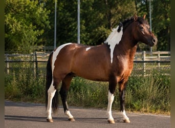 Huzule, Hengst, 2 Jahre, 140 cm, Schecke