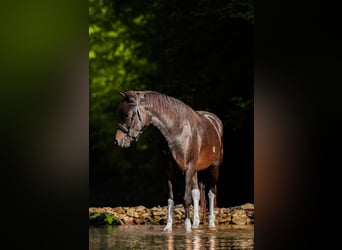 Huzule, Hengst, 3 Jahre, 143 cm, Tobiano-alle-Farben