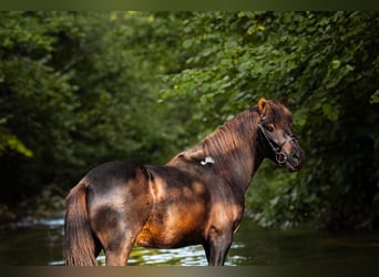 Huzule, Hengst, 3 Jahre, 143 cm, Tobiano-alle-Farben