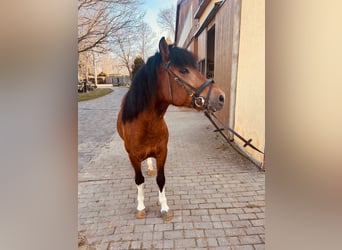 Huzule, Hengst, 5 Jaar, 142 cm, Gevlekt-paard