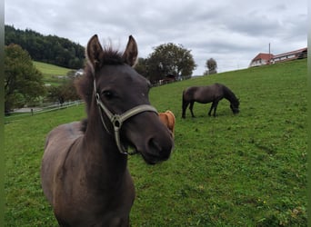 Huzule, Hengst, veulen (05/2024), 140 cm, Falbe