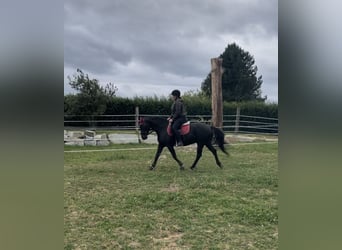 Huzule Mix, Merrie, 10 Jaar, 150 cm, Zwart