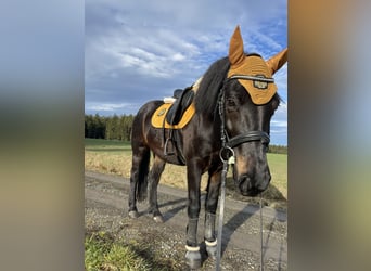 Huzule Mix, Merrie, 10 Jaar, 150 cm, Zwart