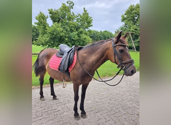 Huzule, Merrie, 12 Jaar, 137 cm, Donkerbruin