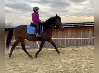 Huzule, Merrie, 12 Jaar, 140 cm, Brauner