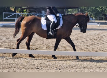 Huzule, Merrie, 13 Jaar, 152 cm, Falbe