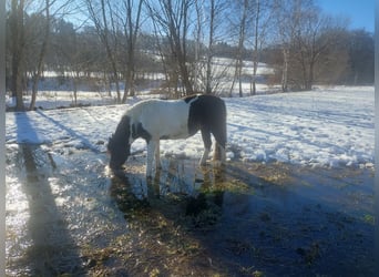 Huzule, Merrie, 14 Jaar, 141 cm, Gevlekt-paard