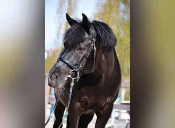 Huzule, Merrie, 15 Jaar, 142 cm, Gevlekt-paard