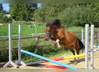 Huzule, Merrie, 15 Jaar