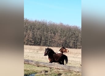 Huzule, Merrie, 17 Jaar, 135 cm, Roodbruin