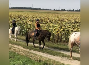 Huzule, Merrie, 18 Jaar, 130 cm, Brauner