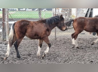 Huzule Mix, Merrie, 1 Jaar, 139 cm, Roodbruin