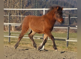Huzule Mix, Merrie, 1 Jaar, 140 cm, Bruin
