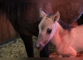 Huzule, Merrie, 2 Jaar, 138 cm, Falbe