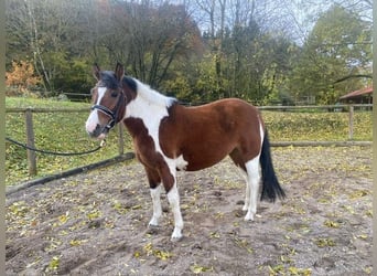 Huzule, Merrie, 3 Jaar, 140 cm, Gevlekt-paard