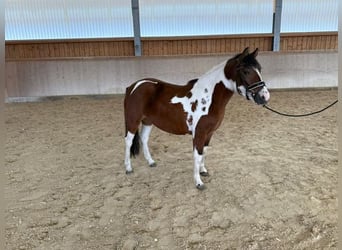 Huzule, Merrie, 3 Jaar, 140 cm, Gevlekt-paard