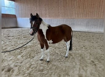 Huzule, Merrie, 3 Jaar, 140 cm, Gevlekt-paard